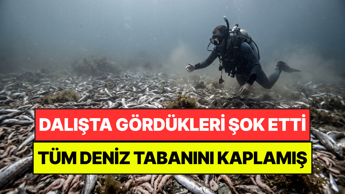 Denizin Dibinde Gördüklerine İnanamadı: Tonlarcası Ölü Halde Bulundu